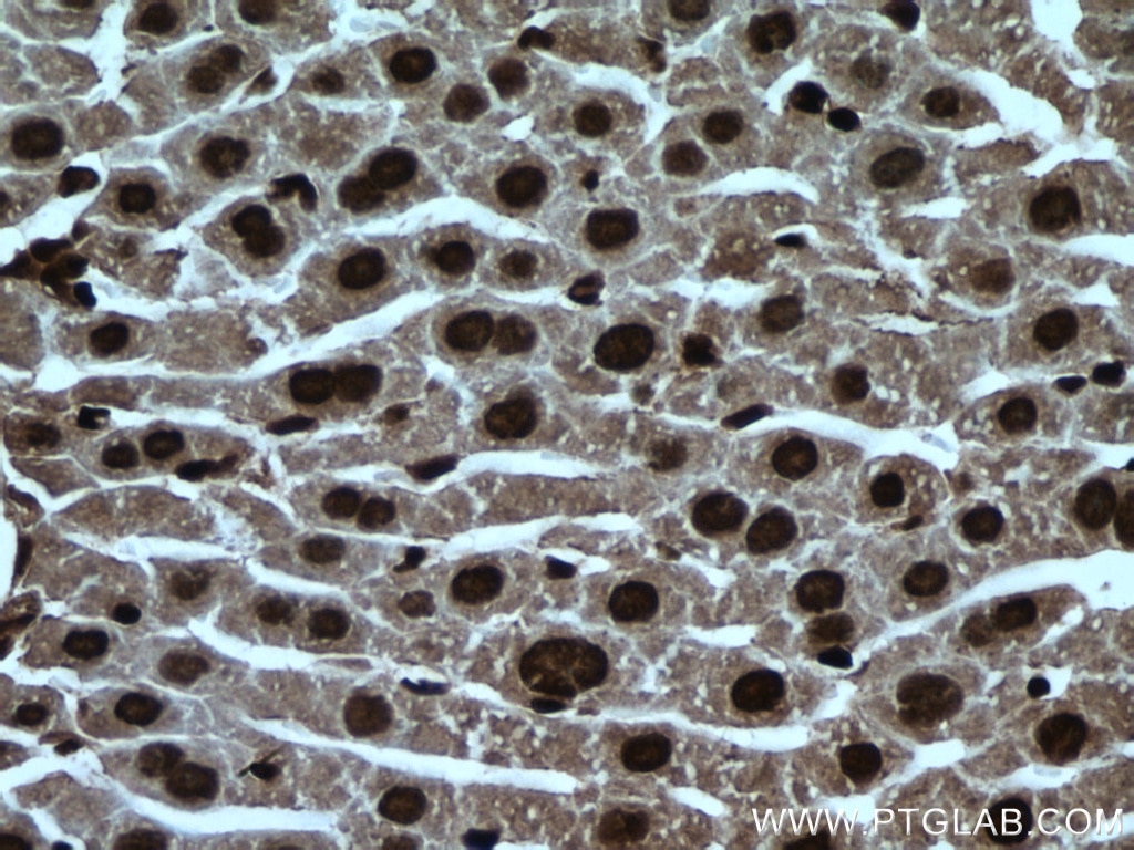 Immunohistochemistry (IHC) staining of mouse liver tissue using NUDT21 Monoclonal antibody (66335-1-Ig)