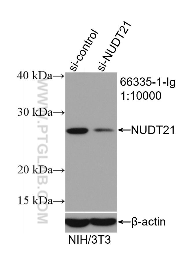 Western Blot (WB) analysis of NIH/3T3 cells using NUDT21 Monoclonal antibody (66335-1-Ig)