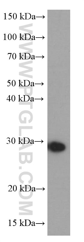 Western Blot (WB) analysis of HEK-293 cells using NUDT21 Monoclonal antibody (66335-1-Ig)