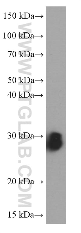 Western Blot (WB) analysis of HeLa cells using NUDT21 Monoclonal antibody (66335-1-Ig)