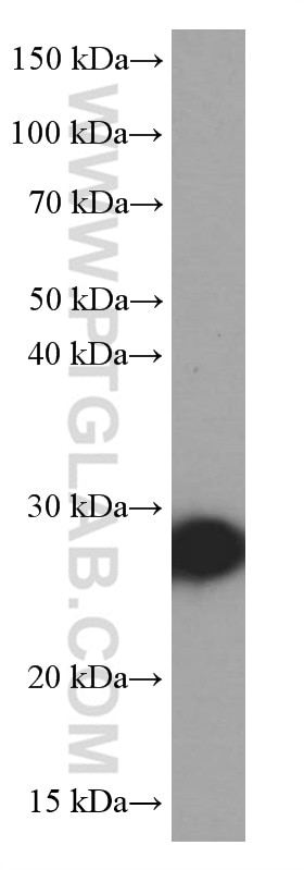 Western Blot (WB) analysis of MCF-7 cells using NUDT21 Monoclonal antibody (66335-1-Ig)