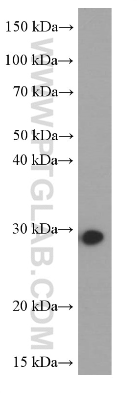 Western Blot (WB) analysis of NIH/3T3 cells using NUDT21 Monoclonal antibody (66335-1-Ig)