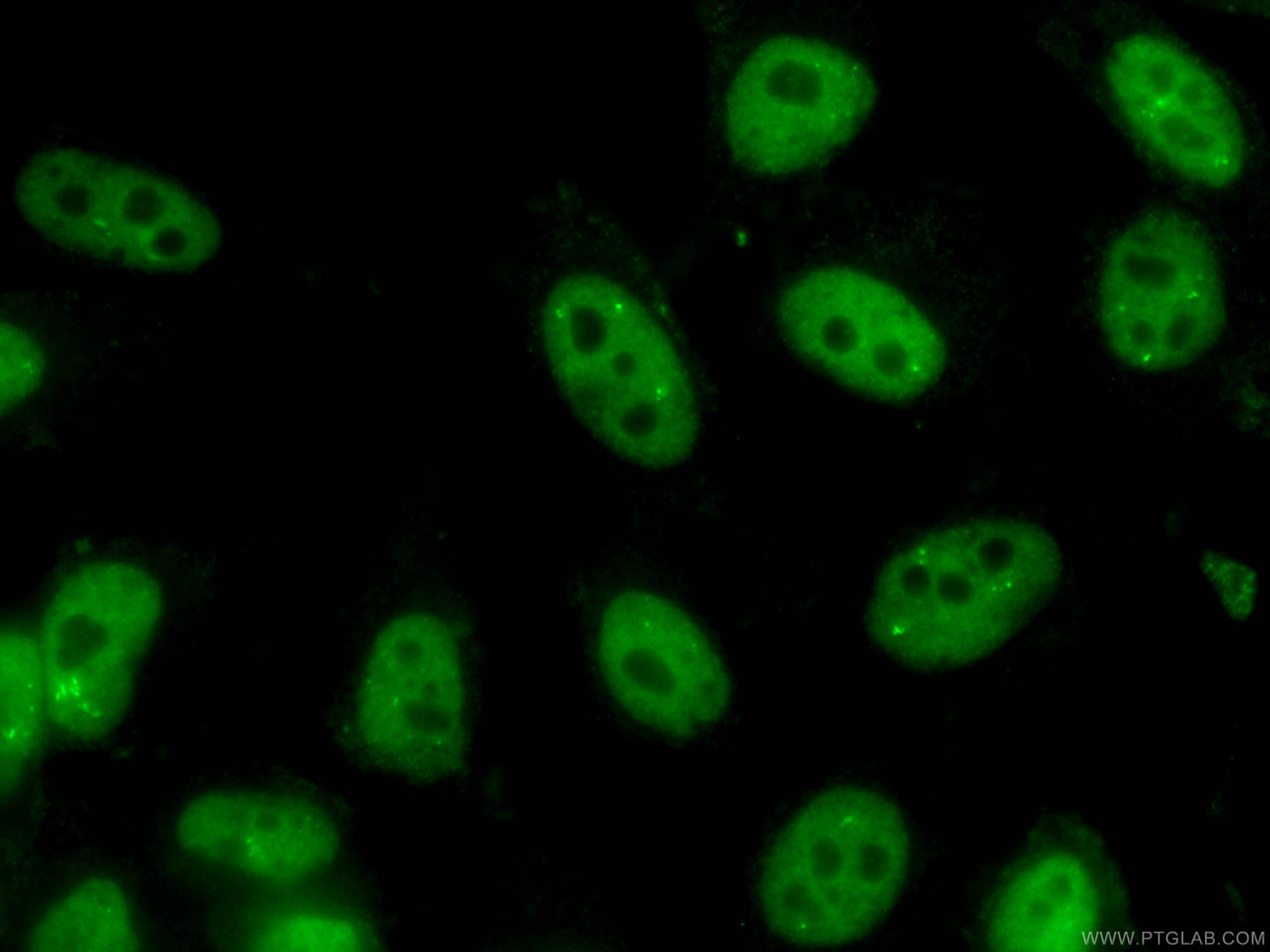 Immunofluorescence (IF) / fluorescent staining of HepG2 cells using CoraLite® Plus 488-conjugated NUDT21 Monoclonal an (CL488-66335)