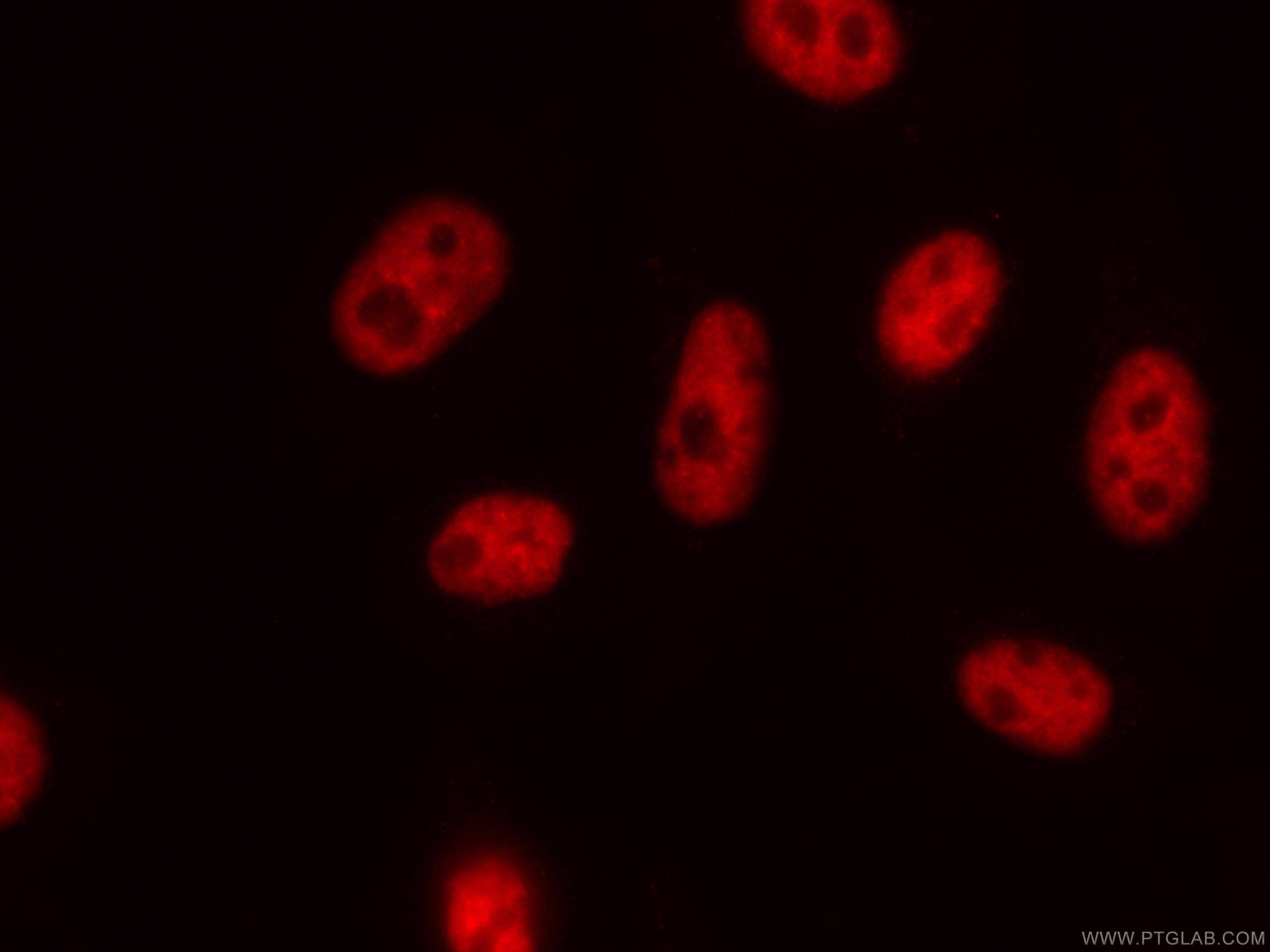 Immunofluorescence (IF) / fluorescent staining of HepG2 cells using CoraLite®594-conjugated NUDT21 Monoclonal antibody (CL594-66335)