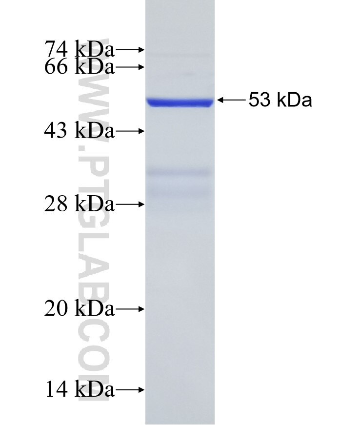 NUDT21 fusion protein Ag0393 SDS-PAGE
