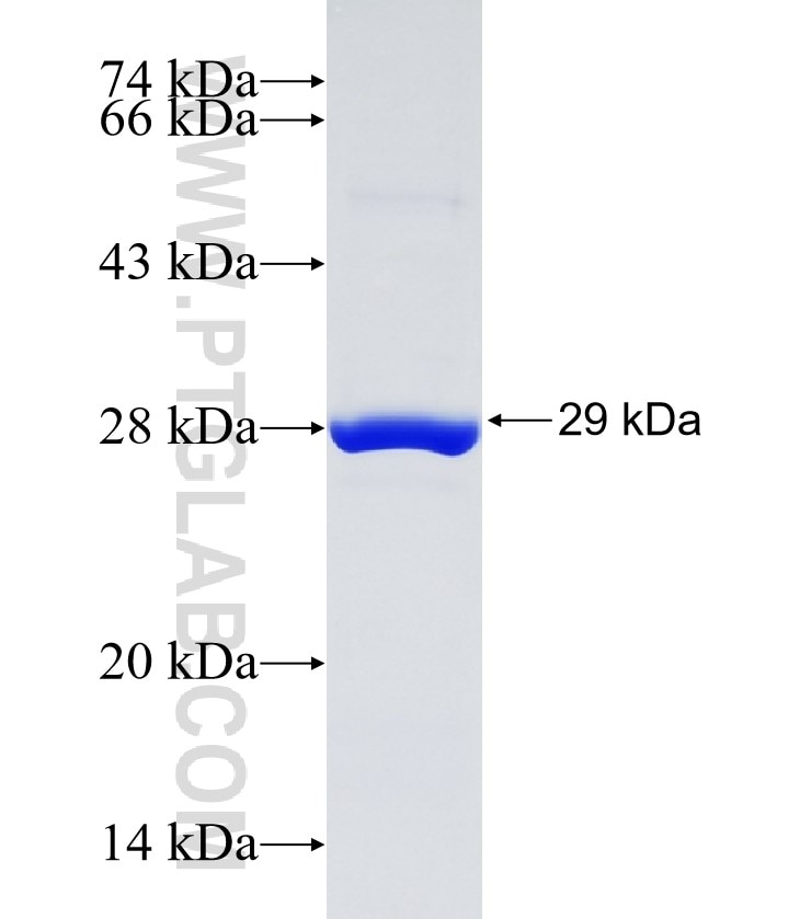 NUDT21 fusion protein Ag12260 SDS-PAGE