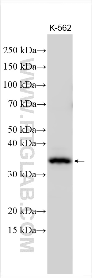 Western Blot (WB) analysis of K-562 cells using NUDT22 Polyclonal antibody (20761-1-AP)