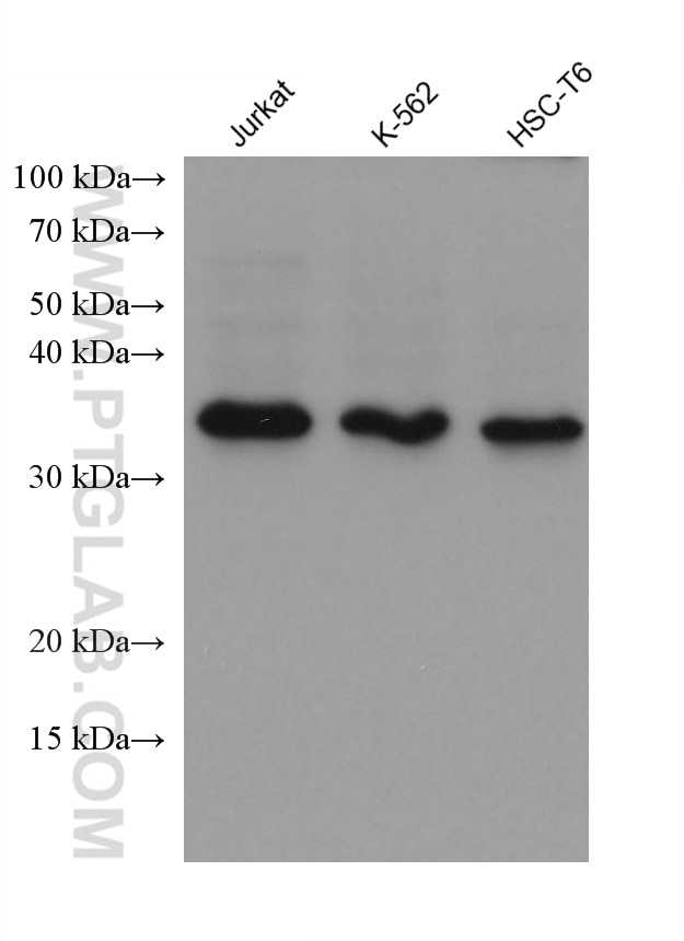 Western Blot (WB) analysis of various lysates using NUDT22 Monoclonal antibody (67921-1-Ig)