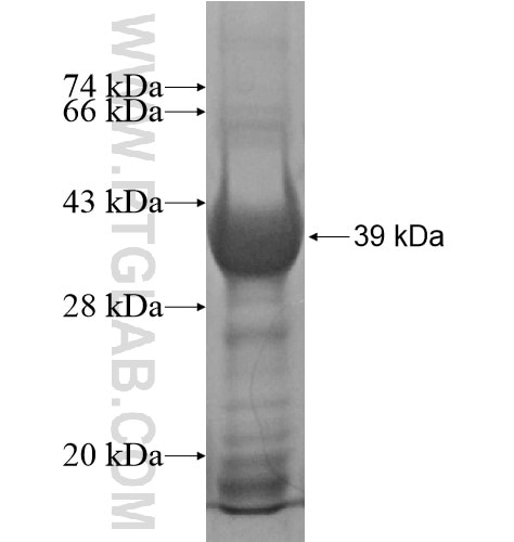 NUDT22 fusion protein Ag14787 SDS-PAGE