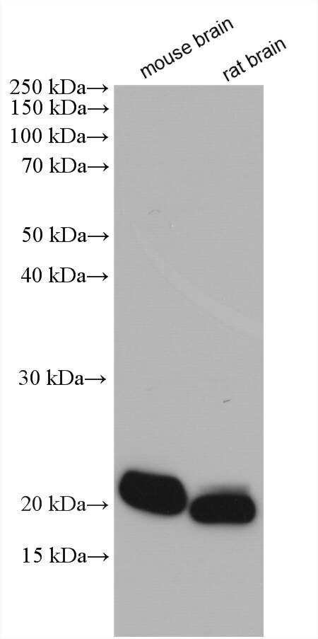 Western Blot (WB) analysis of various lysates using NUDT3/4/10/11 Polyclonal antibody (20542-1-AP)