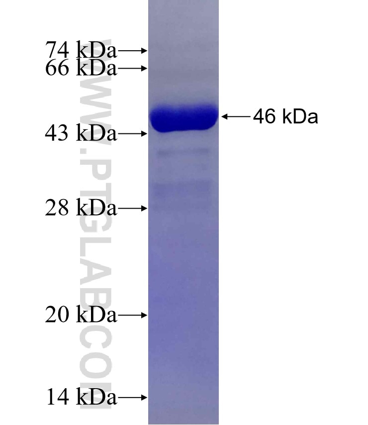 NUDT3 fusion protein Ag14587 SDS-PAGE
