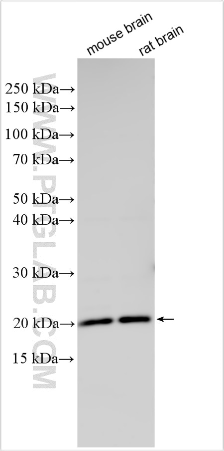 Western Blot (WB) analysis of various lysates using NUDT4 Polyclonal antibody (31559-1-AP)
