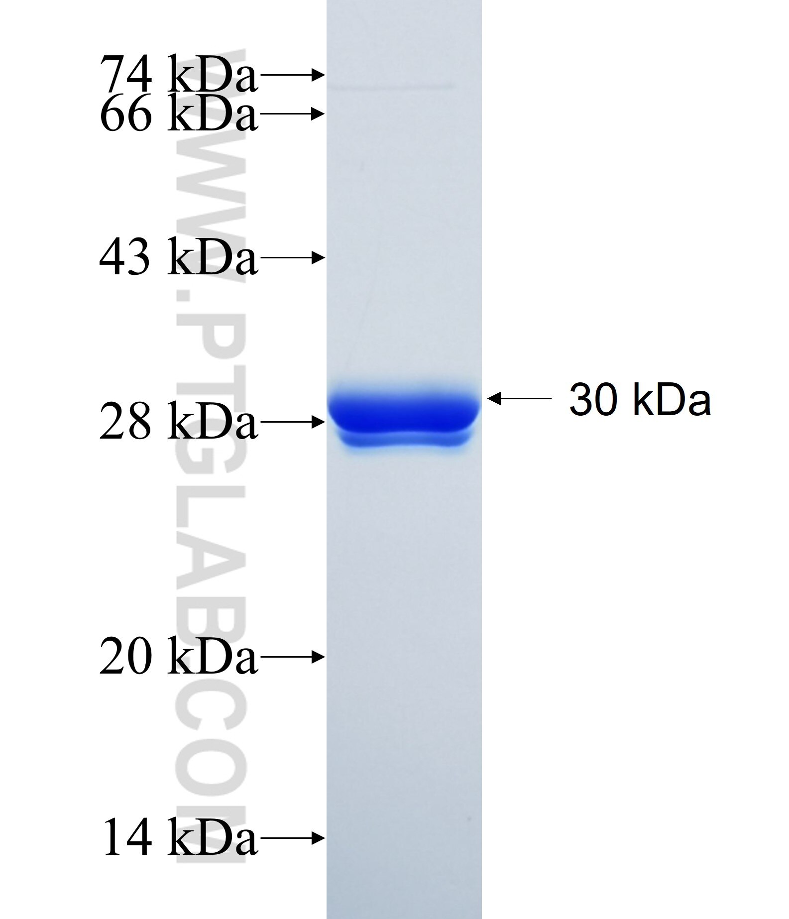 NUDT4 fusion protein Ag34852 SDS-PAGE