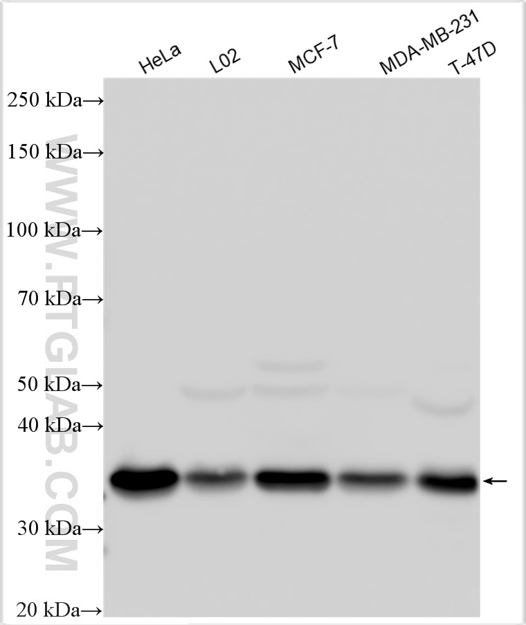 Western Blot (WB) analysis of various lysates using NUDT5 Polyclonal antibody (27004-1-AP)