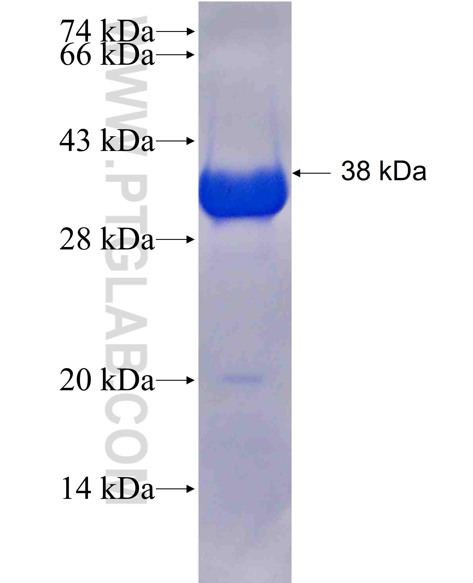 NUDT5 fusion protein Ag25464 SDS-PAGE