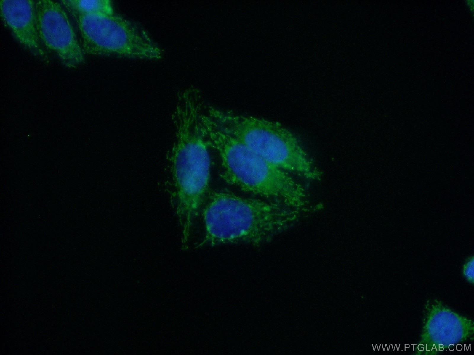 Immunofluorescence (IF) / fluorescent staining of HepG2 cells using NUDT6 Polyclonal antibody (11181-1-AP)