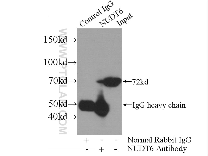 Immunoprecipitation (IP) experiment of HepG2 cells using NUDT6 Polyclonal antibody (11181-1-AP)