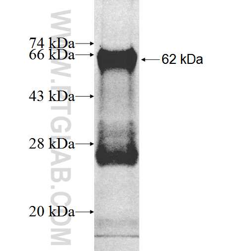 NUDT6 fusion protein Ag1638 SDS-PAGE