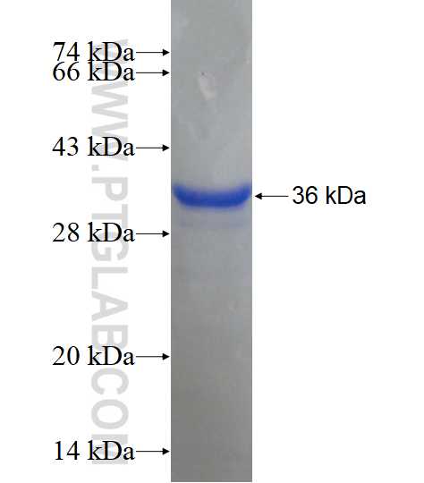 NUDT6 fusion protein Ag18055 SDS-PAGE