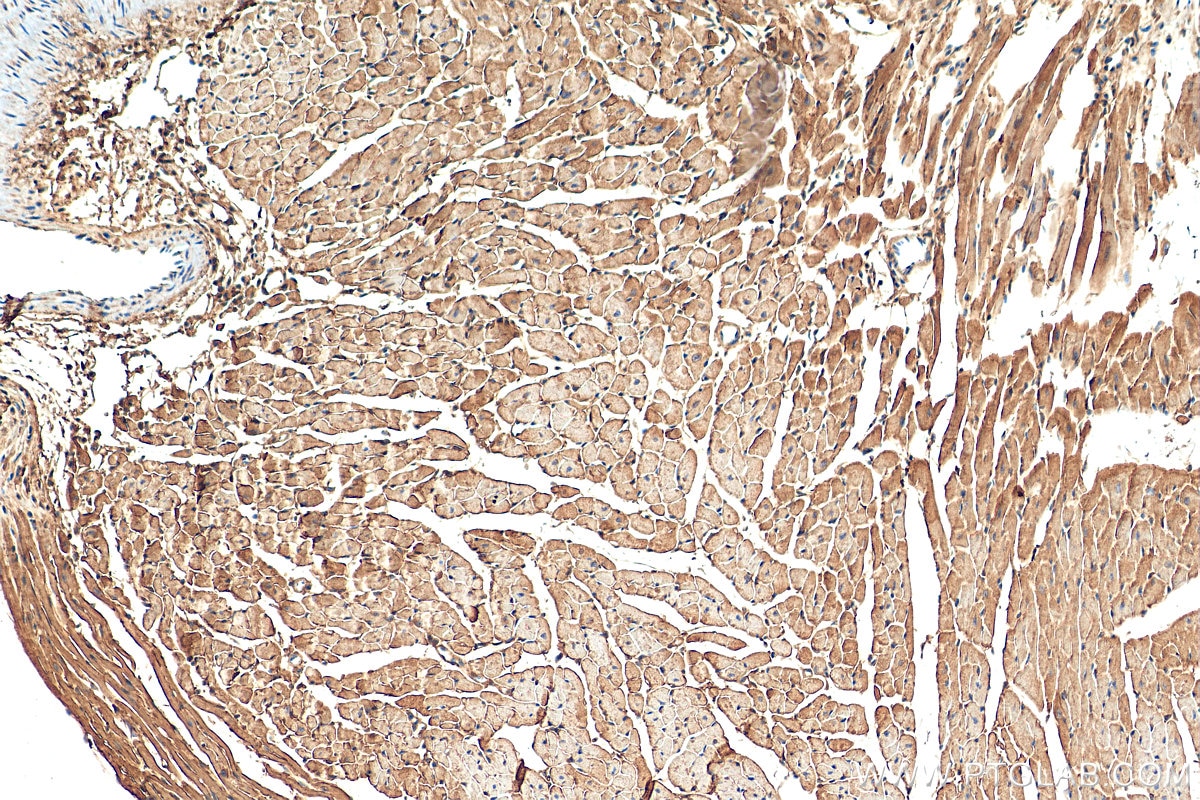 Immunohistochemistry (IHC) staining of mouse heart tissue using NUDT8 Polyclonal antibody (16098-1-AP)