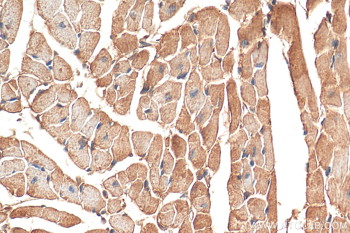 Immunohistochemistry (IHC) staining of mouse heart tissue using NUDT8 Polyclonal antibody (16098-1-AP)