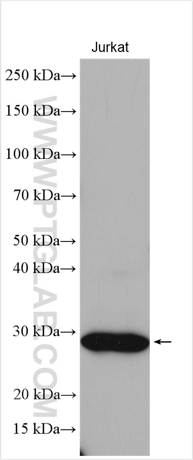 WB analysis using 16098-1-AP