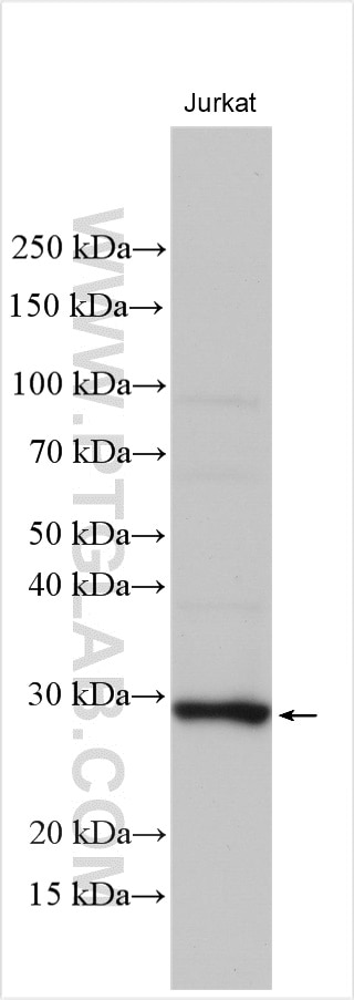 Western Blot (WB) analysis of Jurkat cells using NUDT8 Polyclonal antibody (16098-1-AP)