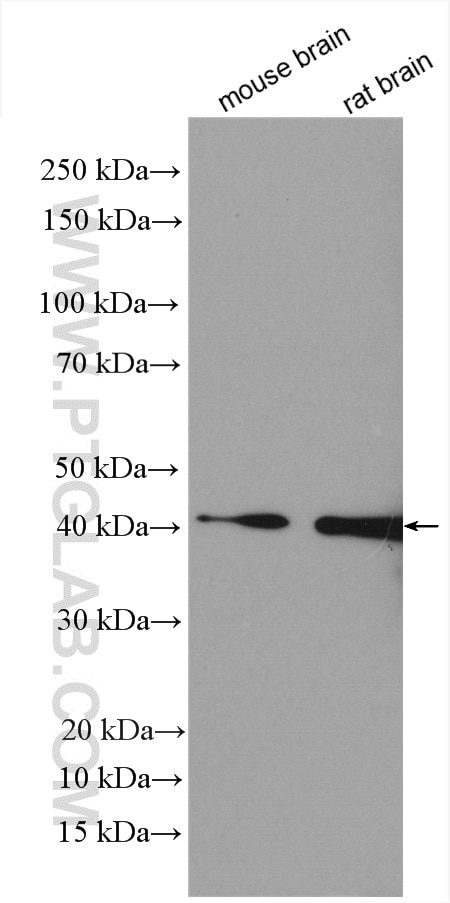 Western Blot (WB) analysis of various lysates using NUDT9 Polyclonal antibody (15068-1-AP)