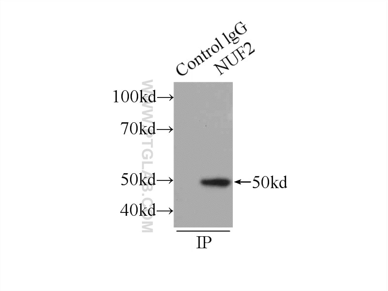 Immunoprecipitation (IP) experiment of HEK-293 cells using NUF2 Polyclonal antibody (15731-1-AP)