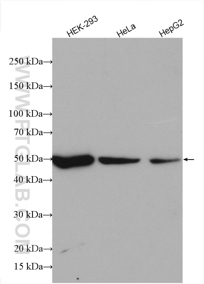 Western Blot (WB) analysis of various lysates using NUF2 Polyclonal antibody (15731-1-AP)