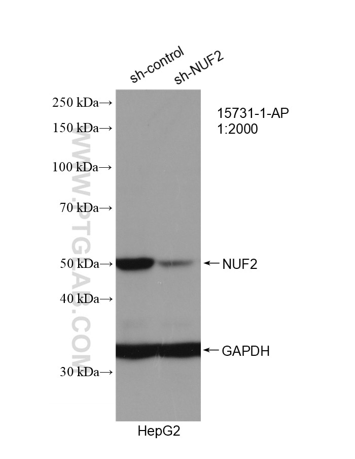 Western Blot (WB) analysis of HepG2 cells using NUF2 Polyclonal antibody (15731-1-AP)
