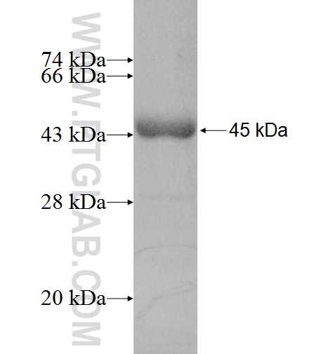 NUF2 fusion protein Ag8625 SDS-PAGE