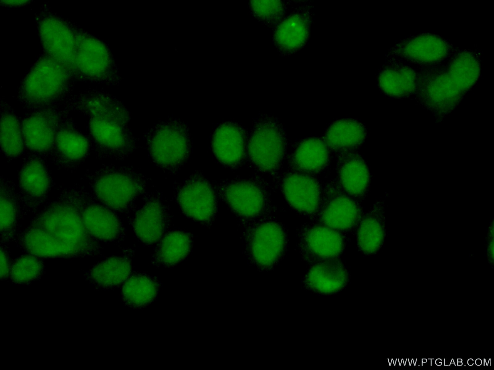 Immunofluorescence (IF) / fluorescent staining of HeLa cells using NUFIP1 Polyclonal antibody (12515-1-AP)