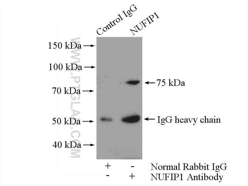 Immunoprecipitation (IP) experiment of HeLa cells using NUFIP1 Polyclonal antibody (12515-1-AP)