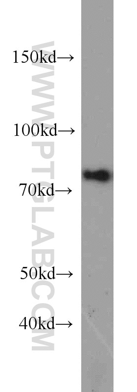 Western Blot (WB) analysis of HeLa cells using NUFIP1 Polyclonal antibody (12515-1-AP)