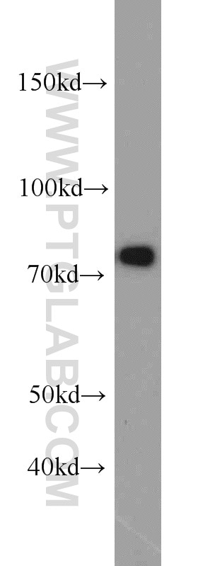 Western Blot (WB) analysis of HeLa cells using NUFIP1 Polyclonal antibody (12515-1-AP)