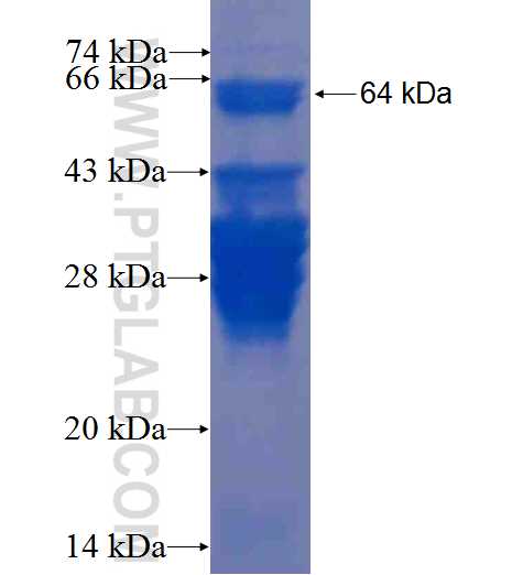 NUFIP1 fusion protein Ag3197 SDS-PAGE
