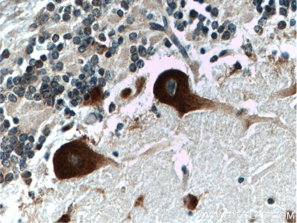 Immunohistochemistry (IHC) staining of human cerebellum tissue using NUFIP2 Polyclonal antibody (17752-1-AP)
