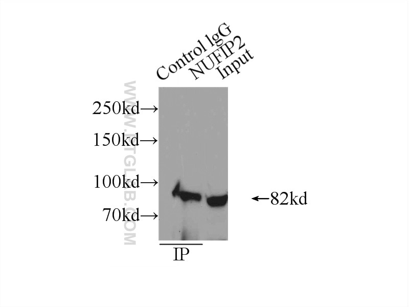 Immunoprecipitation (IP) experiment of HeLa cells using NUFIP2 Polyclonal antibody (17752-1-AP)