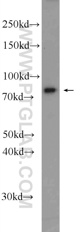 Western Blot (WB) analysis of HeLa cells using NUFIP2 Polyclonal antibody (17752-1-AP)