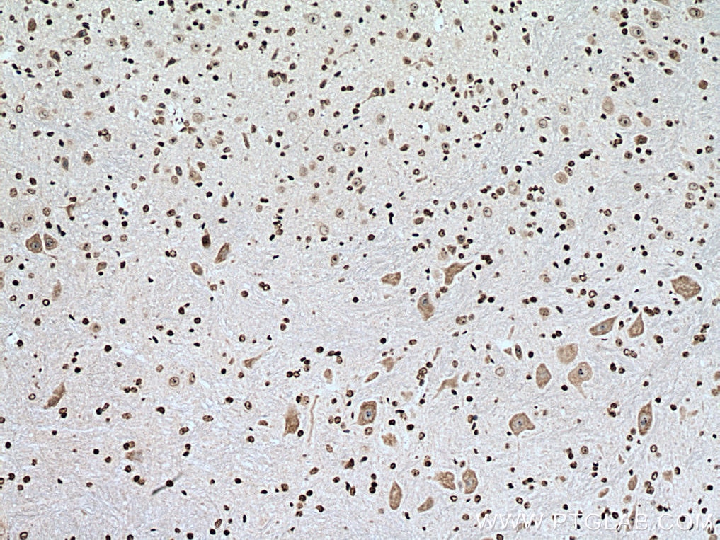 Immunohistochemistry (IHC) staining of mouse cerebellum tissue using NUFIP2 Monoclonal antibody (67195-1-Ig)