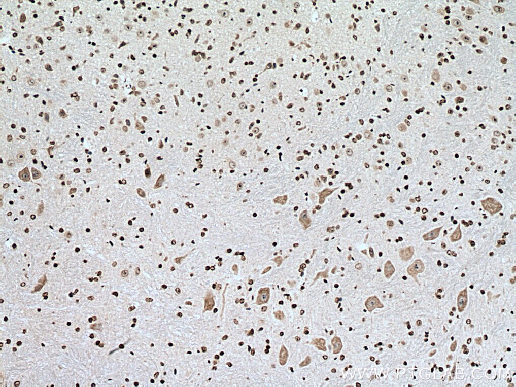 Immunohistochemistry (IHC) staining of mouse cerebellum tissue using NUFIP2 Monoclonal antibody (67195-1-Ig)