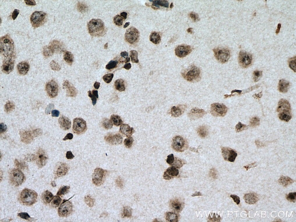 Immunohistochemistry (IHC) staining of mouse brain tissue using NUFIP2 Monoclonal antibody (67195-1-Ig)