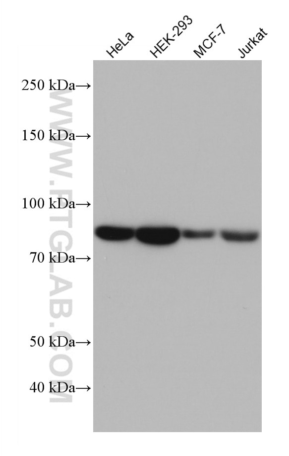 Western Blot (WB) analysis of various lysates using NUFIP2 Monoclonal antibody (67195-1-Ig)