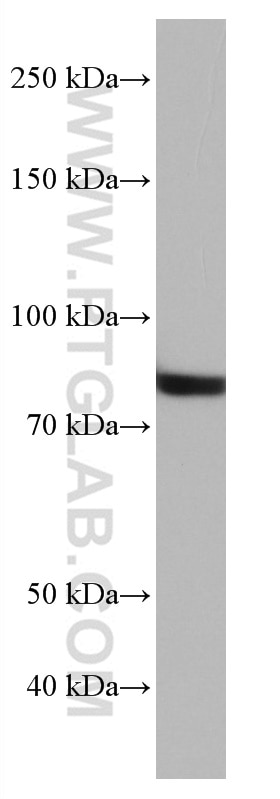 Western Blot (WB) analysis of HSC-T6 cells using NUFIP2 Monoclonal antibody (67195-1-Ig)