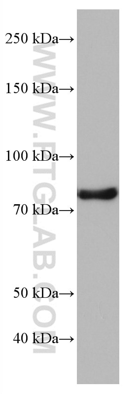 Western Blot (WB) analysis of NIH/3T3 cells using NUFIP2 Monoclonal antibody (67195-1-Ig)