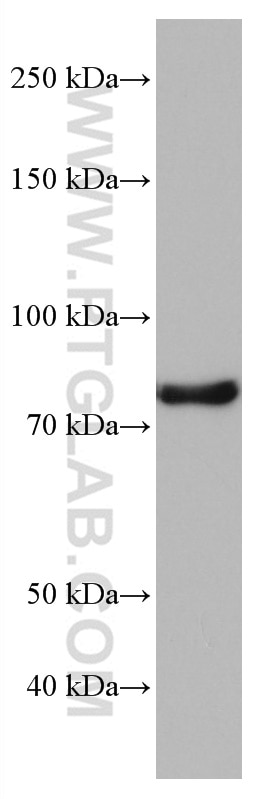 Western Blot (WB) analysis of NIH/3T3 cells using NUFIP2 Monoclonal antibody (67195-1-Ig)