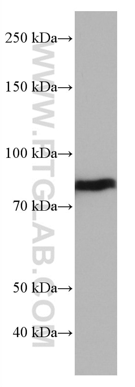 Western Blot (WB) analysis of 4T1 cells using NUFIP2 Monoclonal antibody (67195-1-Ig)