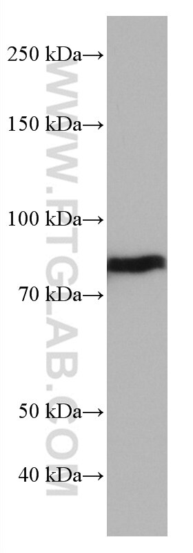 Western Blot (WB) analysis of 4T1 cells using NUFIP2 Monoclonal antibody (67195-1-Ig)