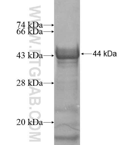 NUFIP2 fusion protein Ag12094 SDS-PAGE